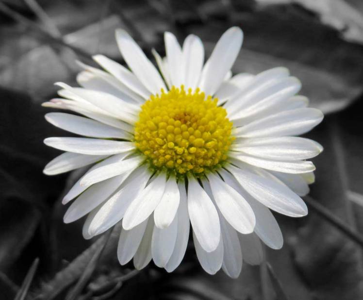 gaenseblümchen_sw_farbe