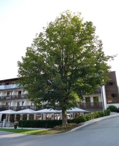 Hotel Lindenwirt - mosi-unterwegs