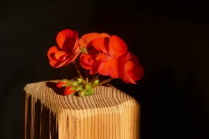 Almdorf Seinerzeit - mOsi-unterwegs